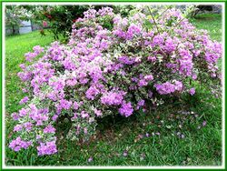 Blk 6A Boon Tiong Arcadia (Bukit Merah), HDB 4 Rooms #356189251